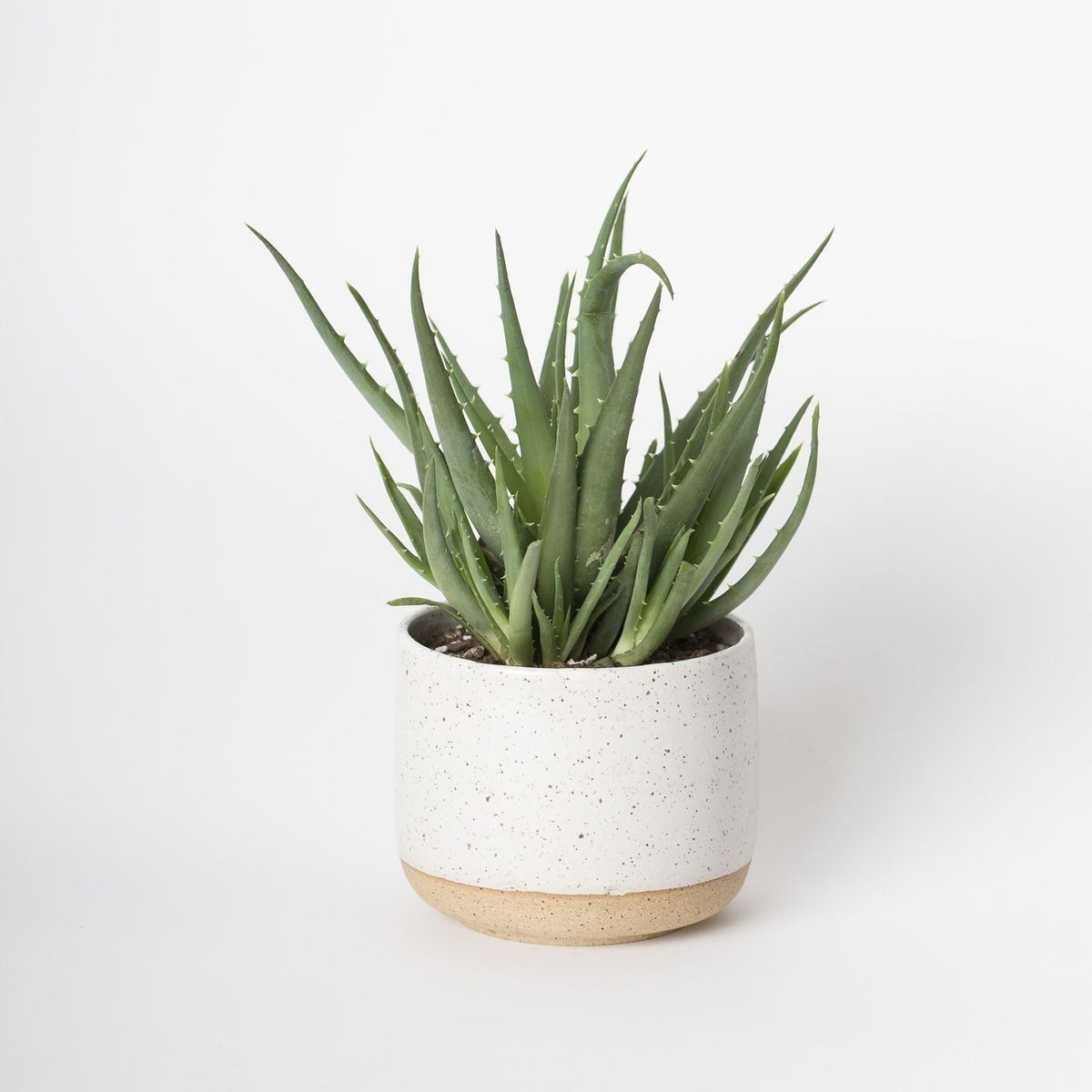 5 Plants for the Home Office