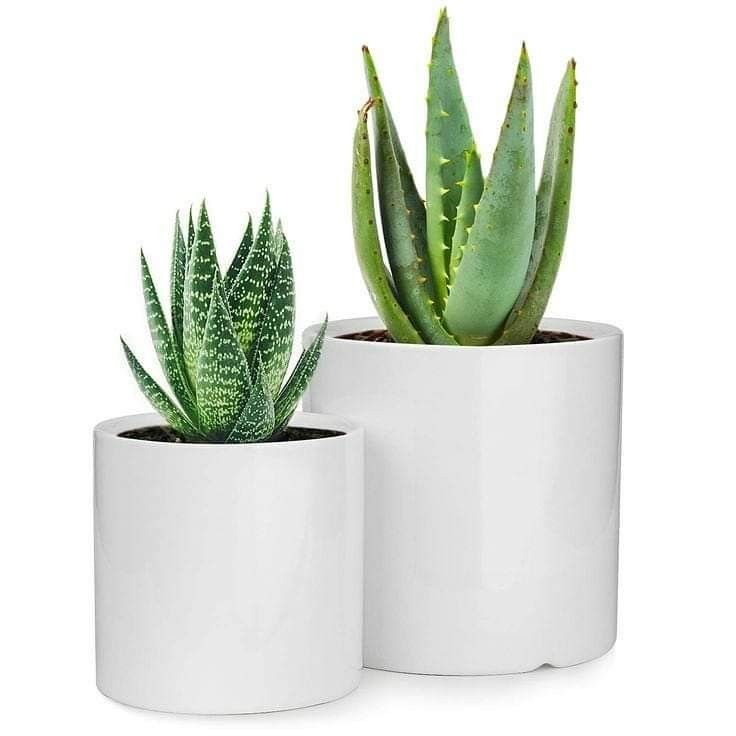 How To Get New Leaves on Ficus Lyrata (Fiddle-leaf Fig plant)